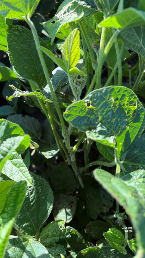 Soybeans in the R3, beginning pod stage