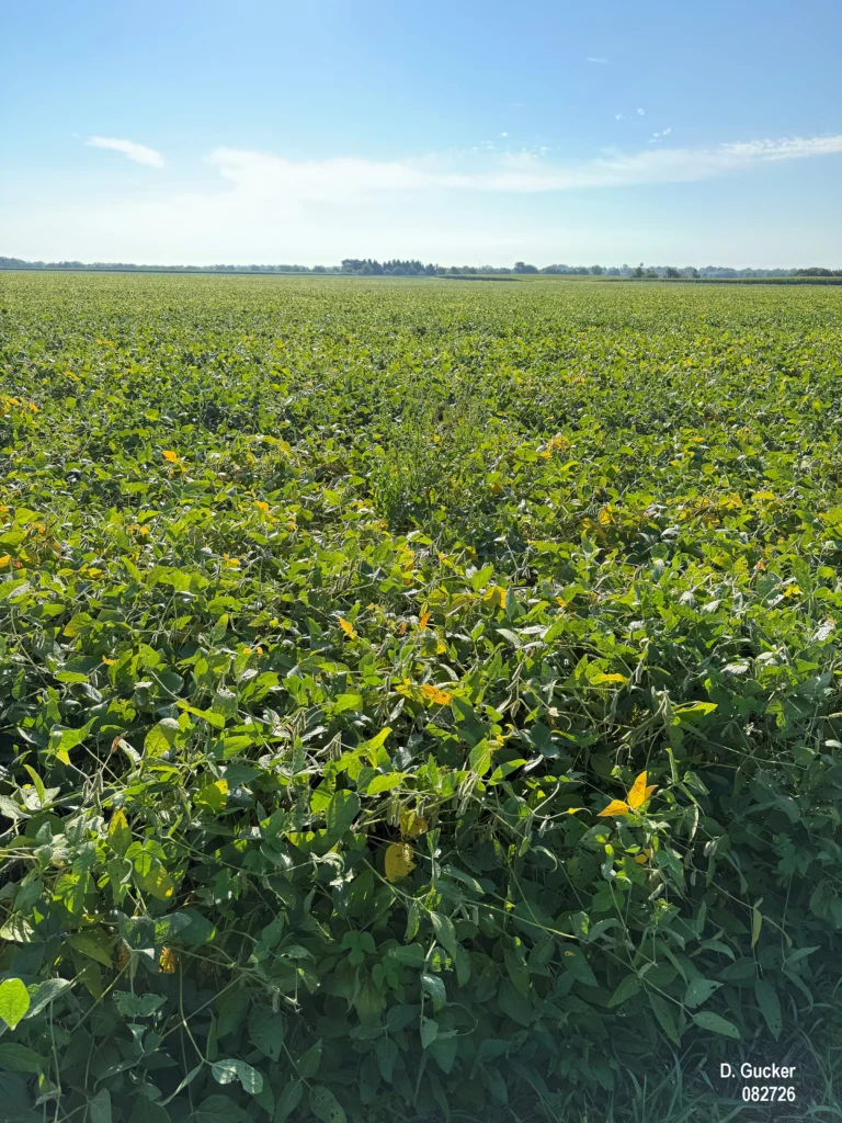 A field of soybeans turning yellow, which means they are reaching beginning maturity, R7 stage.