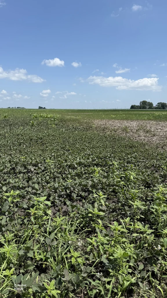 Soybean field showing areas of flooding and delayed weed control