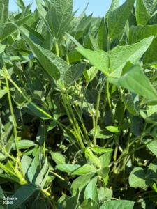 Photo of healthy soybeans in the full pod stage, R4