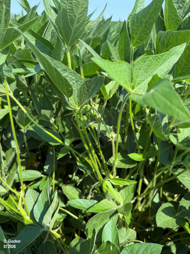 Photo of healthy soybeans in the full pod stage, R4