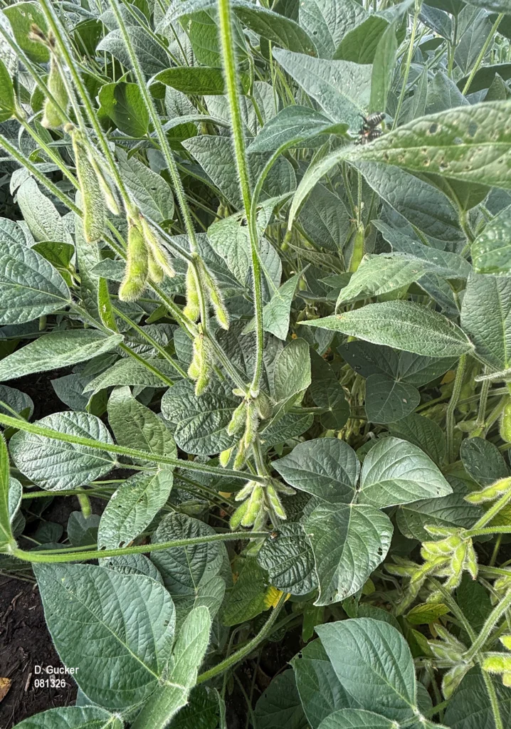 Soybean plant with pods from the ground to the top nearing the end of the Beginning Seed, or R5 stage. A Japanese beetle is visible on a leaflet.