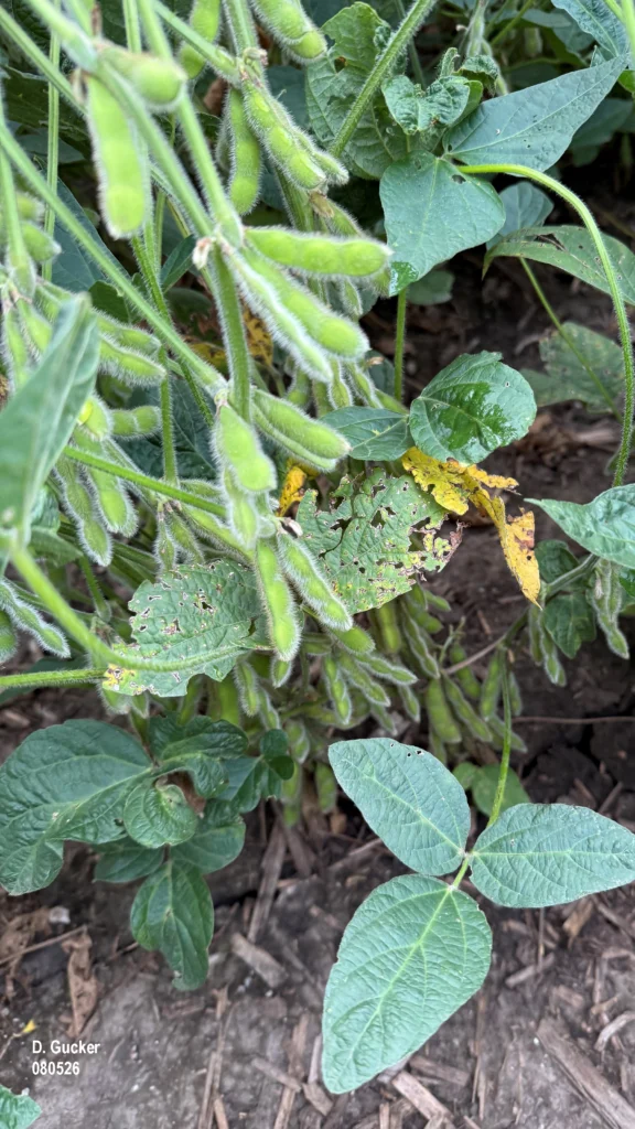 Photo of growing soybean plant stems with lots of soybean pods attached. soybeans. Soybans are in the R% stage.