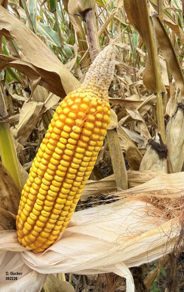 Most area corn fields are showing tip back with lack of kernel fill to the end of the ear.