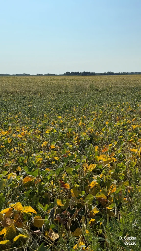 Early maturity soybean fields are turing yellow and approaching the R8, Full Maturity stage.