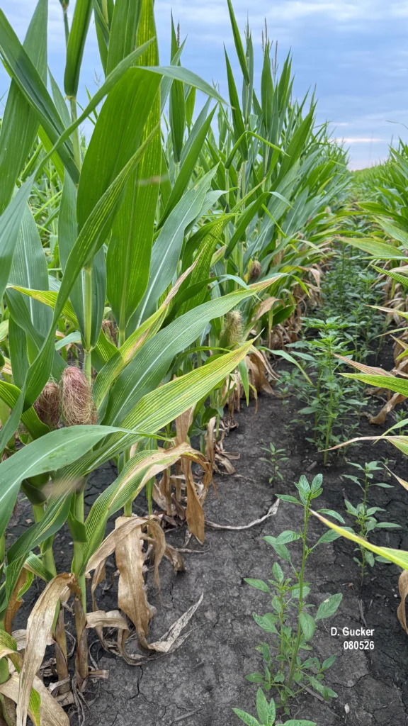 A row of corn showing the effects of waterlogged soil earlier in the growing season, with nitrogen and sulfur deficiency symptoms and poor weed control.